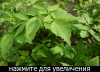 Что такое шушан трава. Смотреть фото Что такое шушан трава. Смотреть картинку Что такое шушан трава. Картинка про Что такое шушан трава. Фото Что такое шушан трава