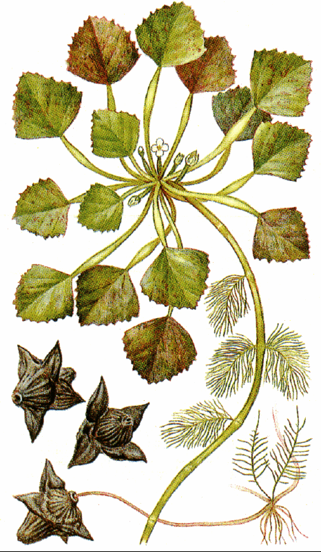 Trapa natans - picture 4 - The Bulgarian flora online